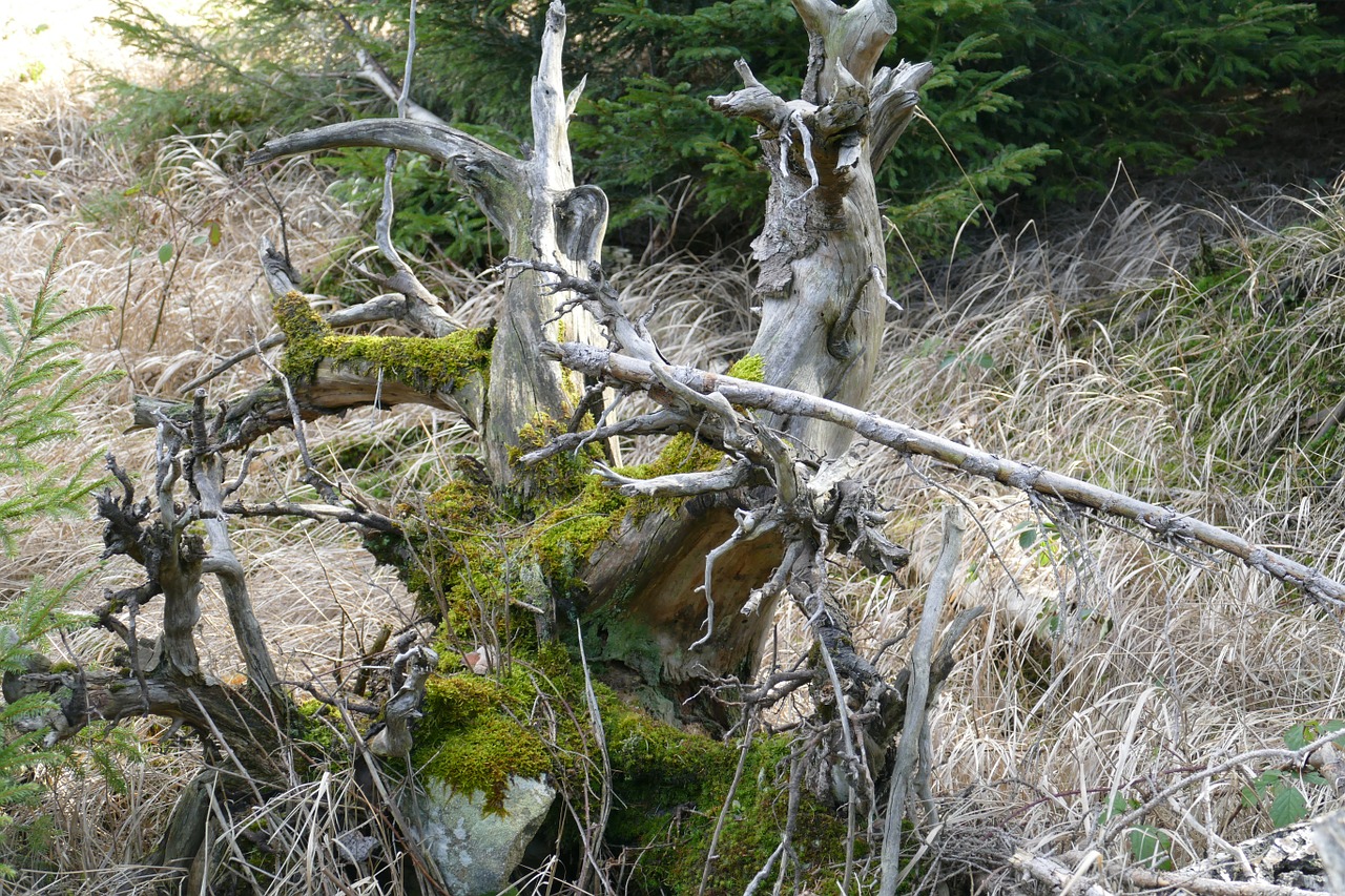 nature forest tree stump free photo