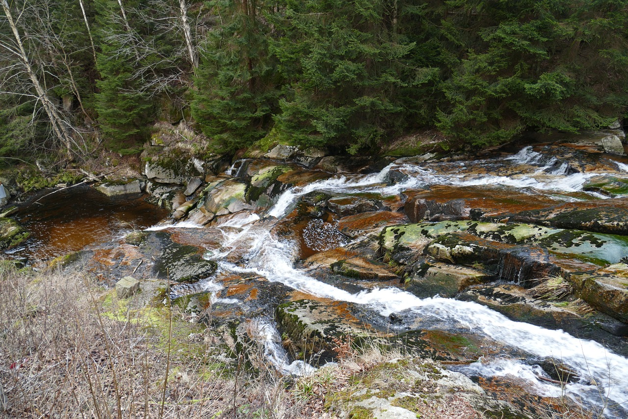 nature forest creek free photo