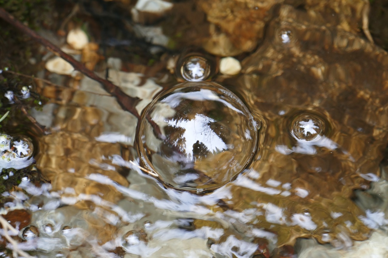 nature forest bach free photo