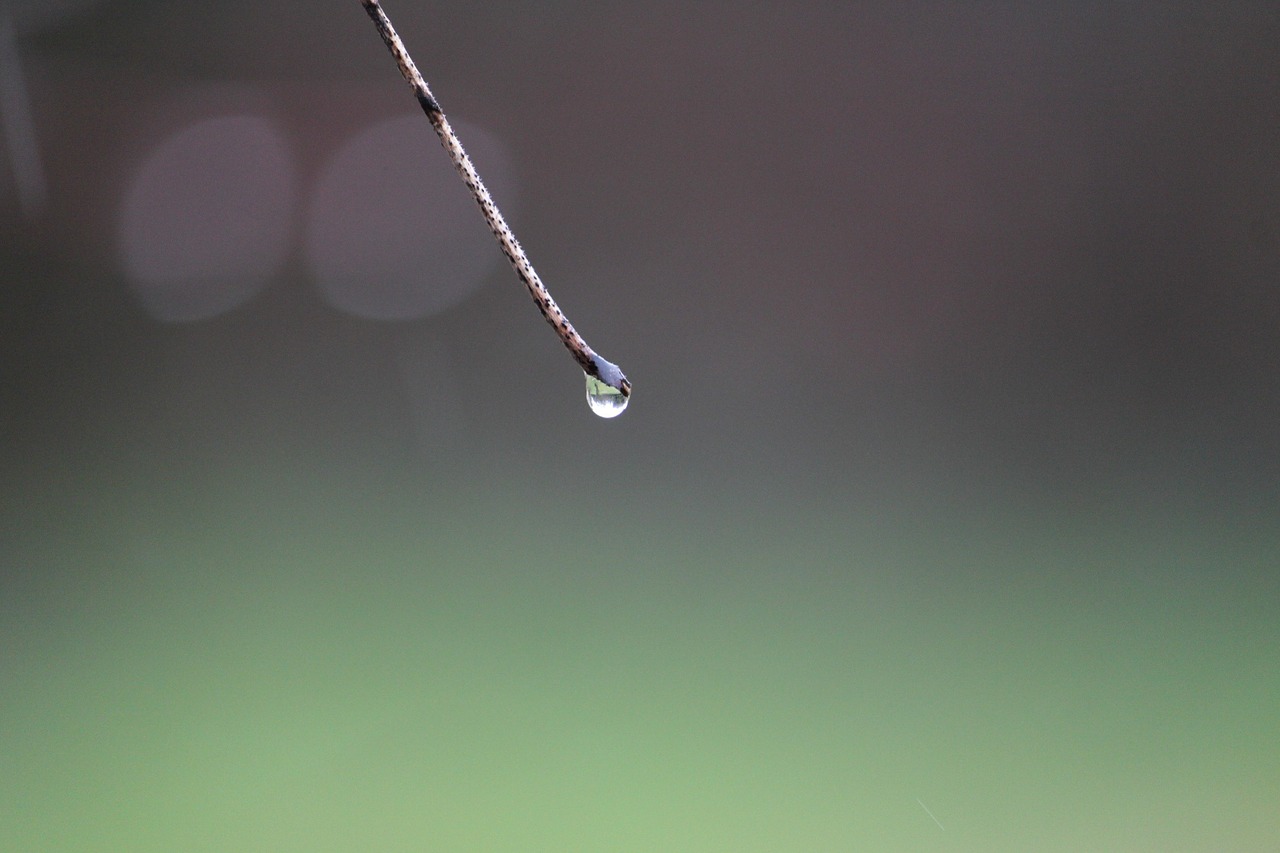 nature drop of water rain free photo