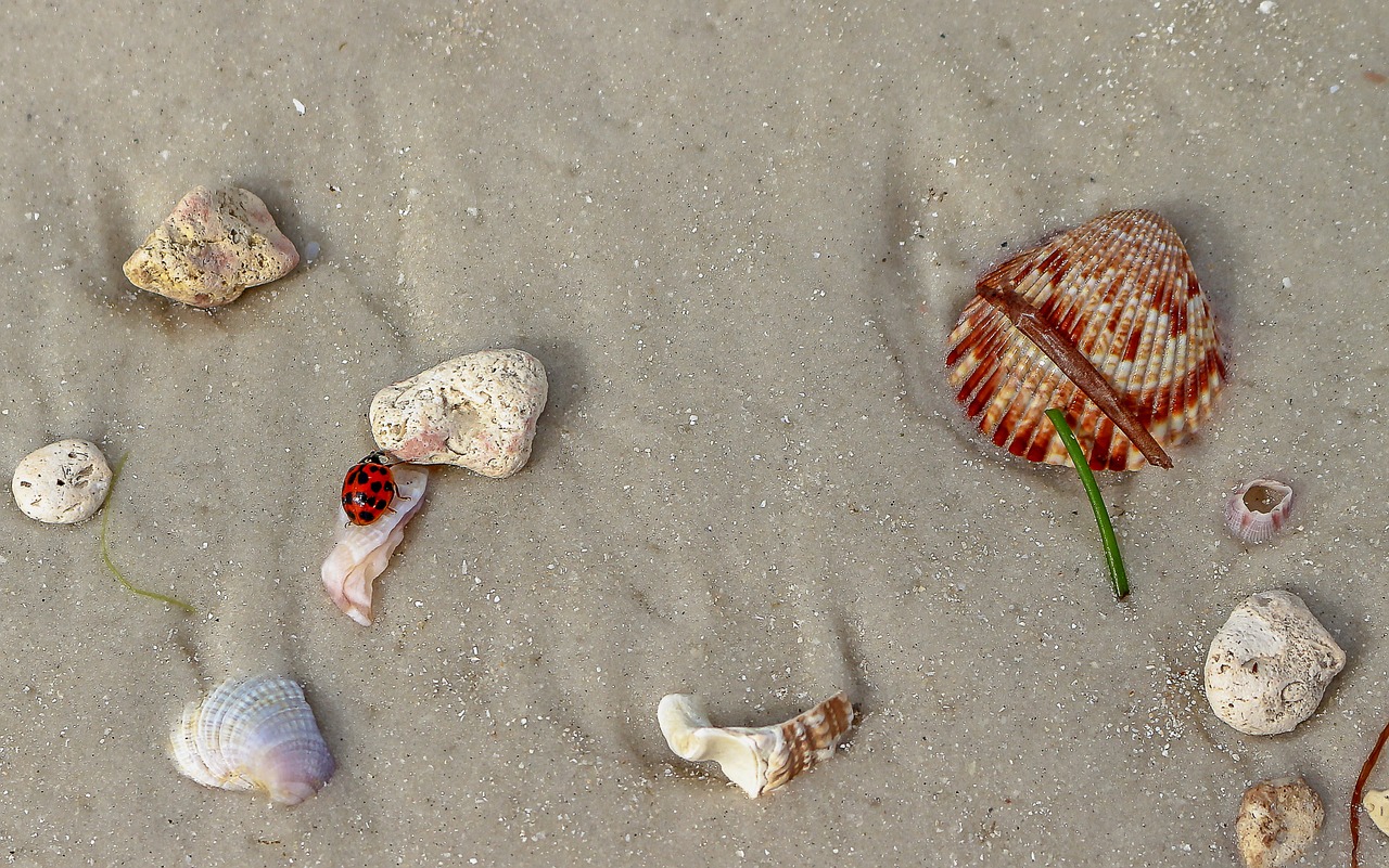 nature beach sand free photo