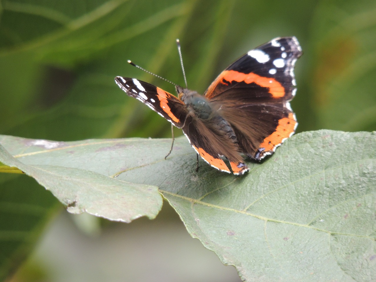 nature animals butterfly free photo