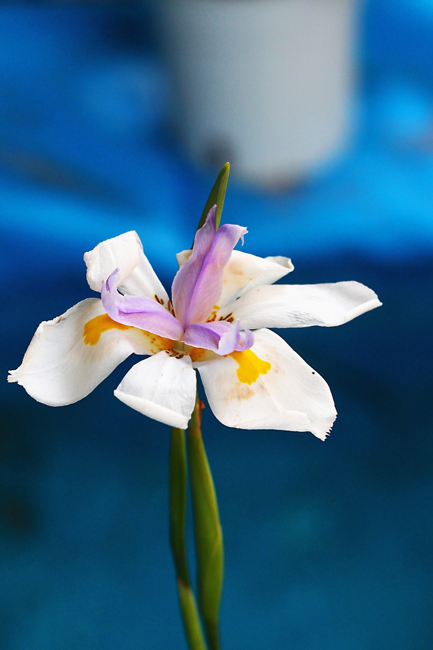 nature macro plant free photo