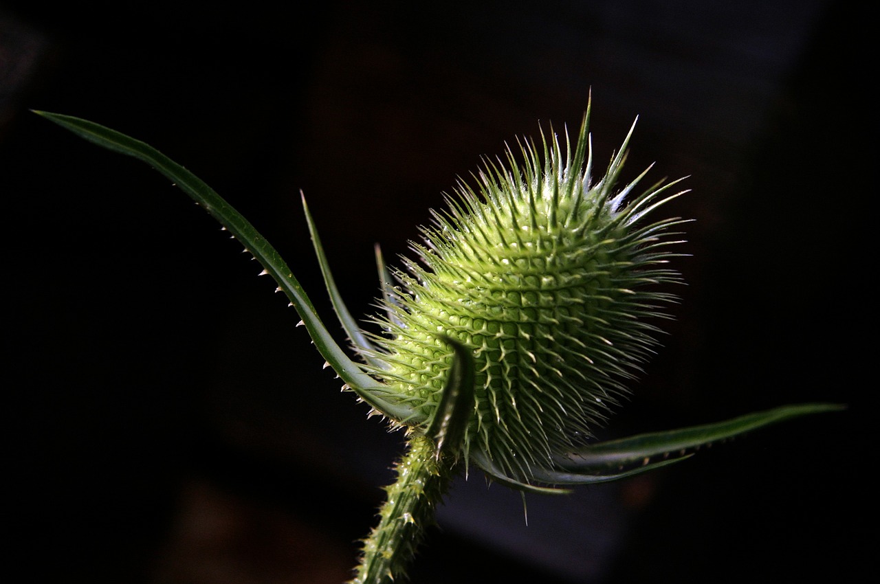 nature microphone thistle free photo