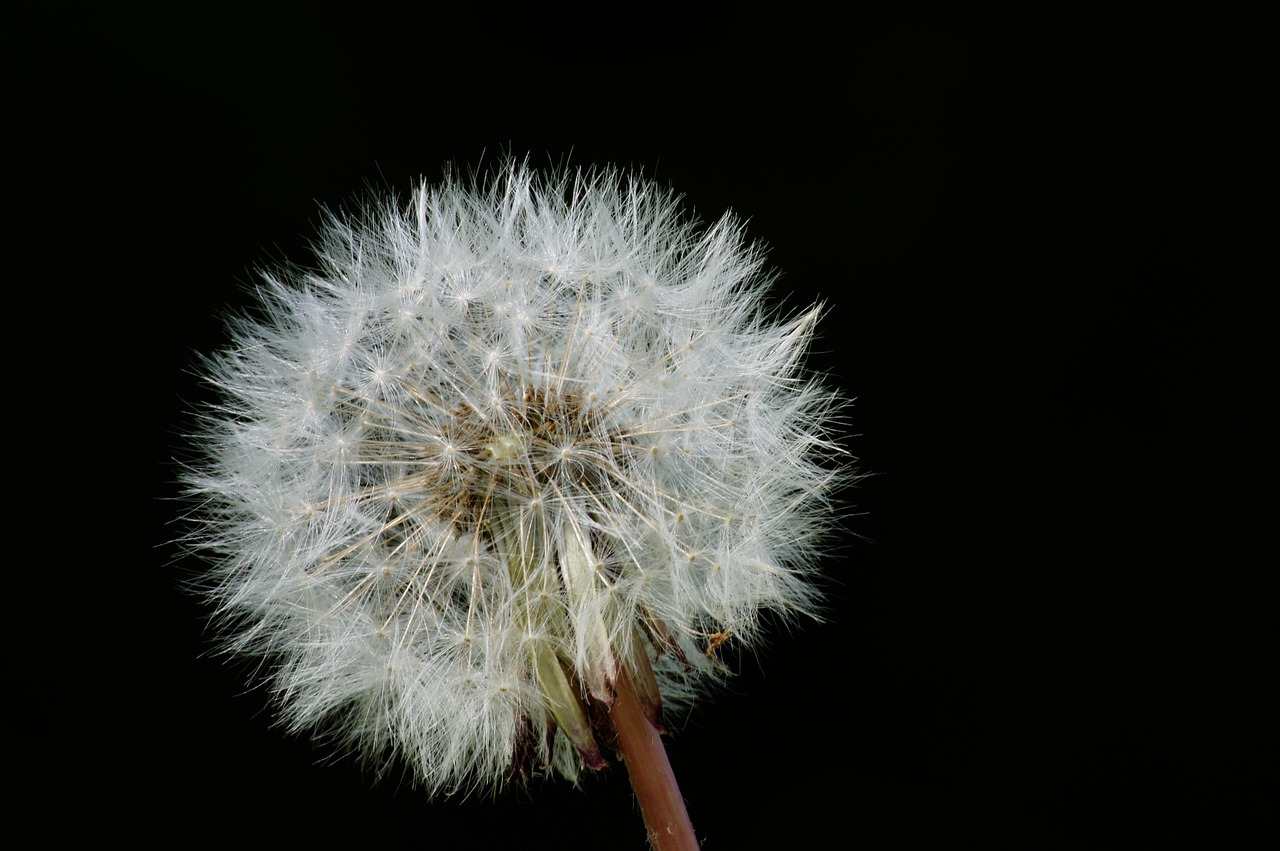 nature flower white free photo