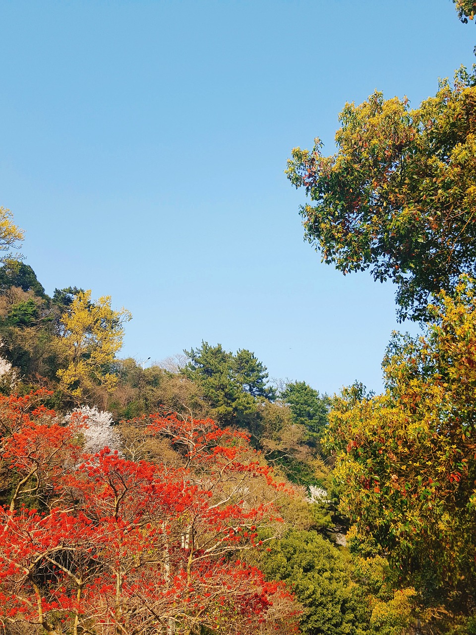 nature forest sky free photo