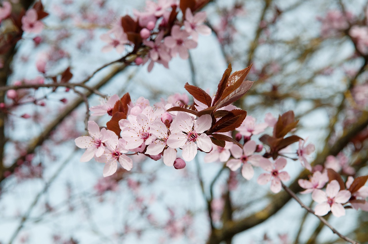 cherry blossom cherry flowers free photo