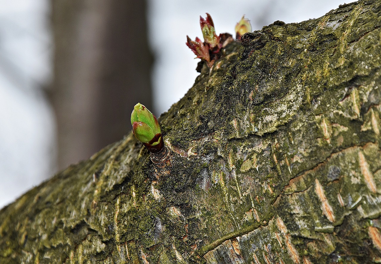 nature tree spring free photo