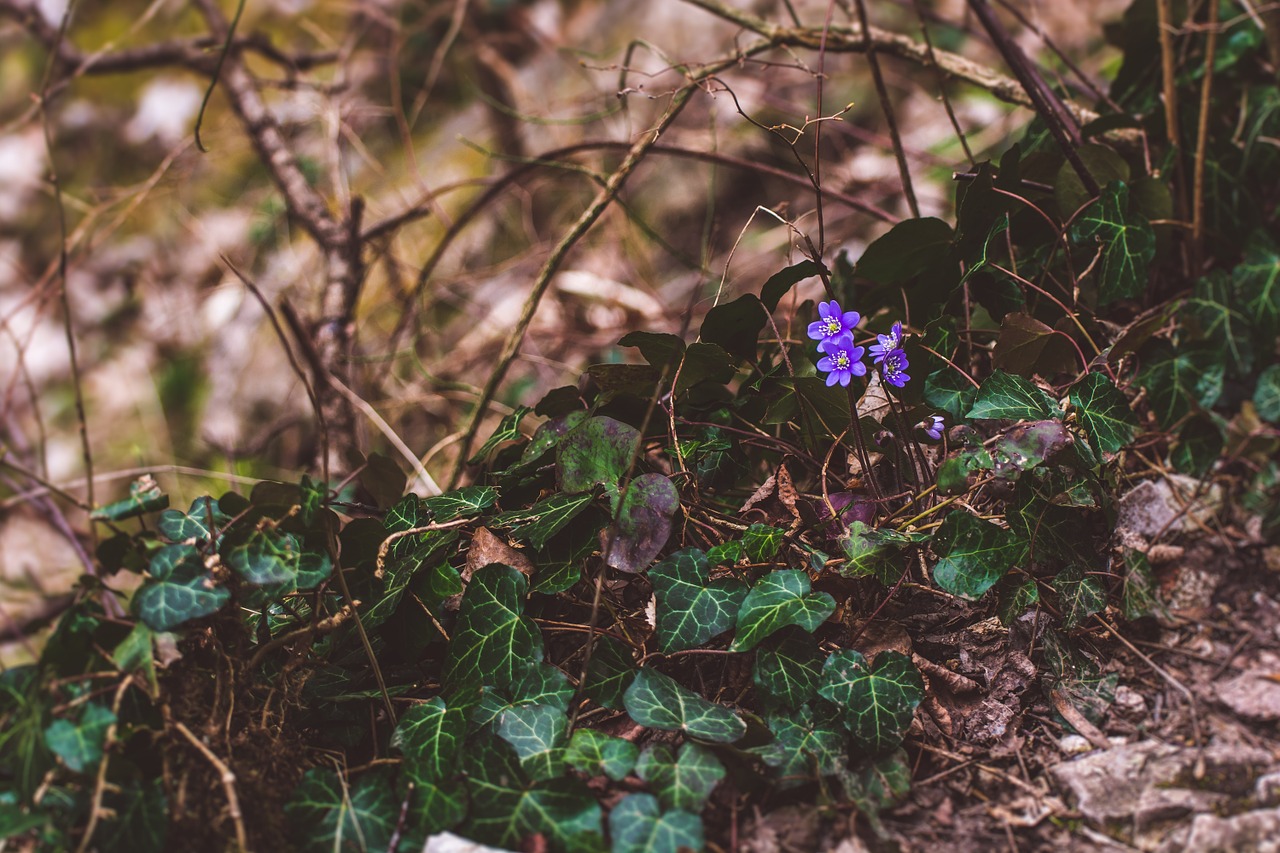 nature wood forrest free photo