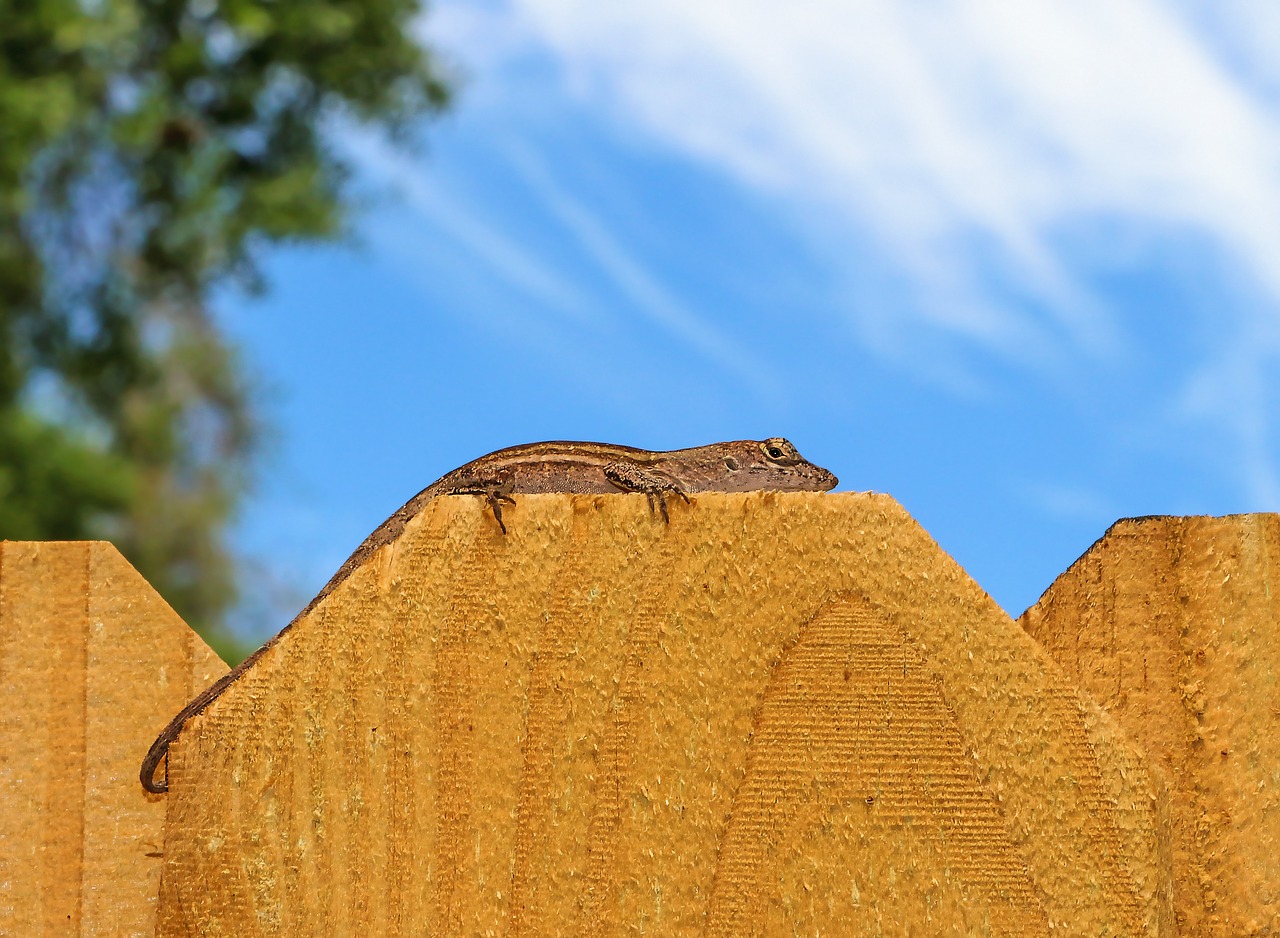 nature lizard animal free photo