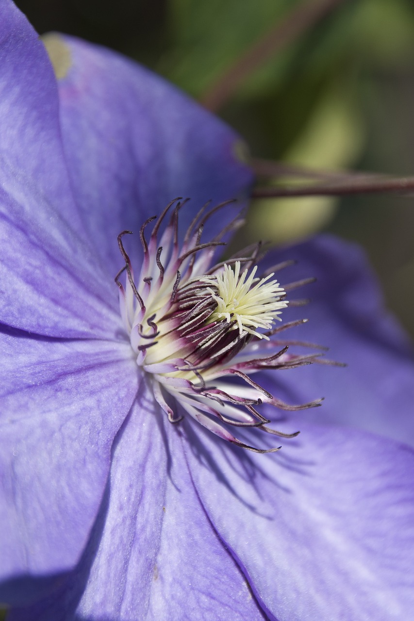 nature summer flower free photo