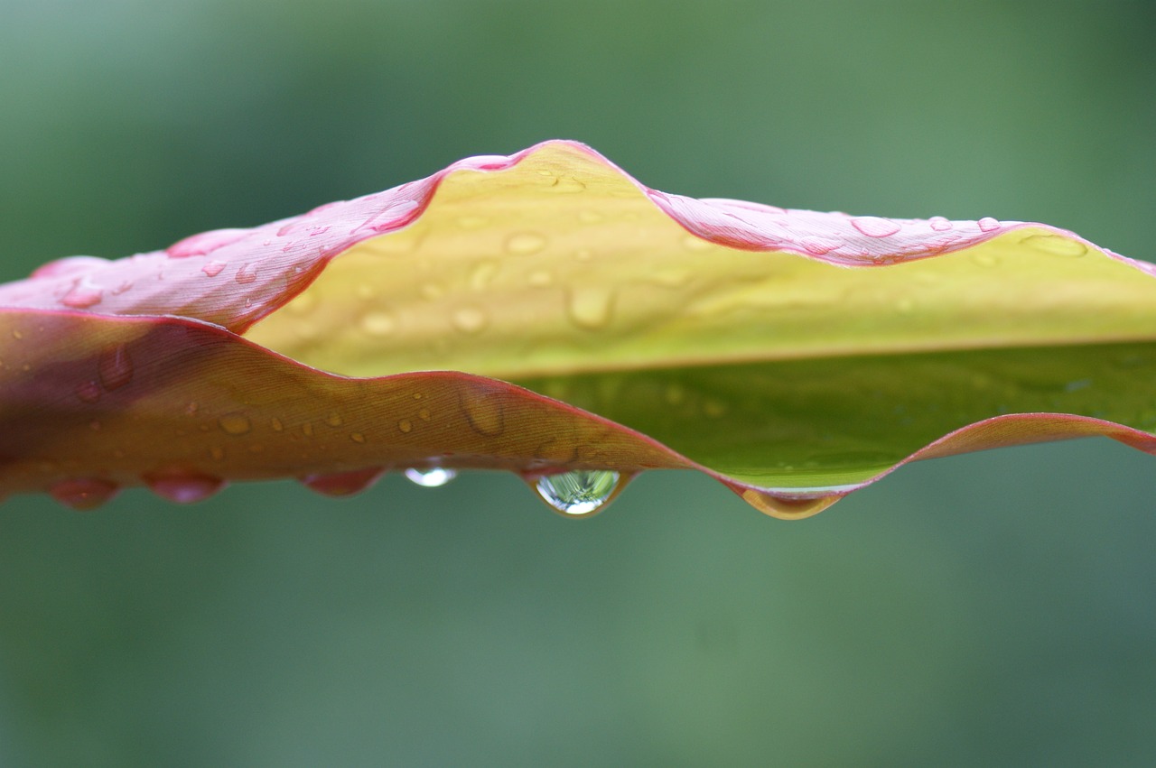 nature water rain free photo