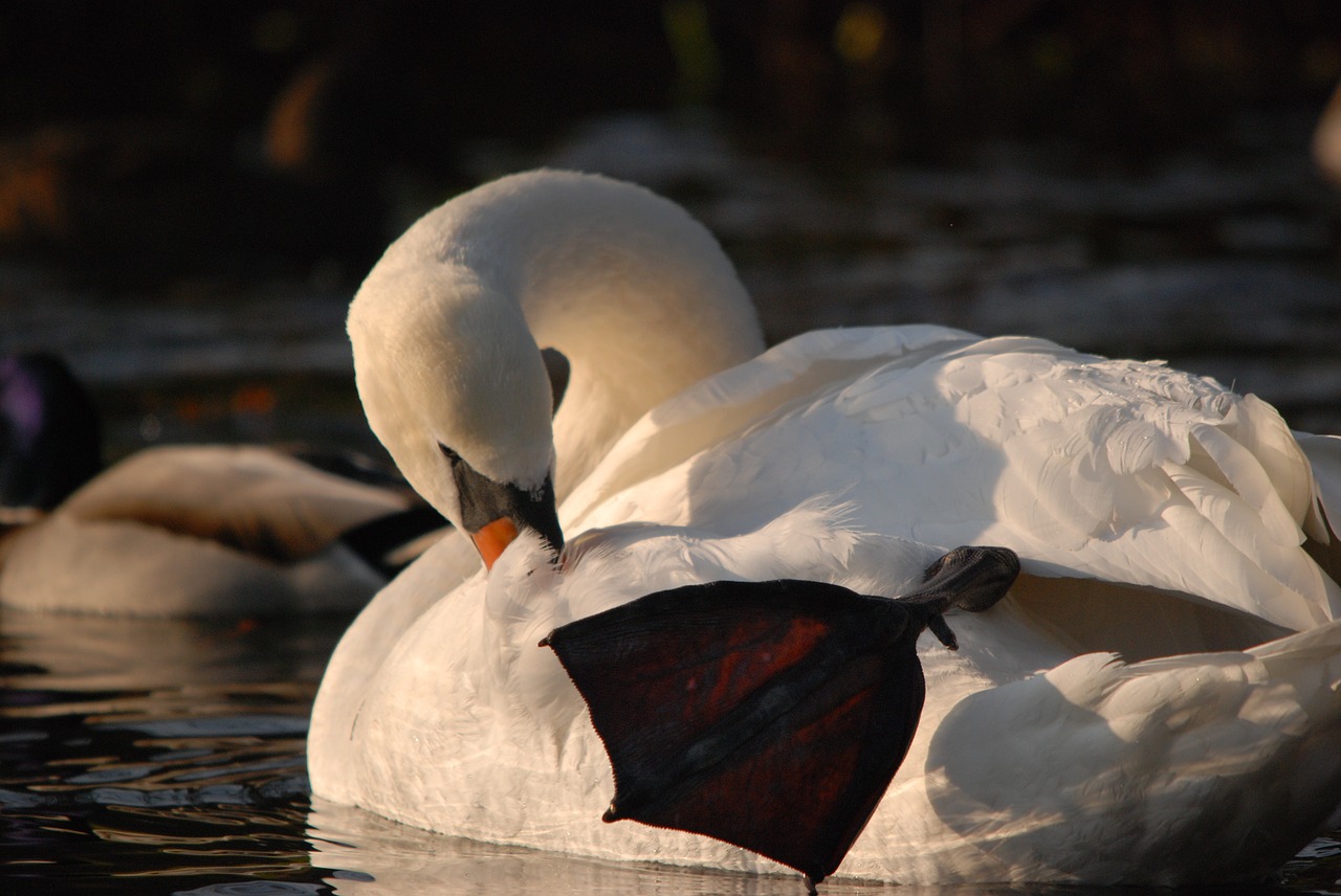 nature bird swan free photo