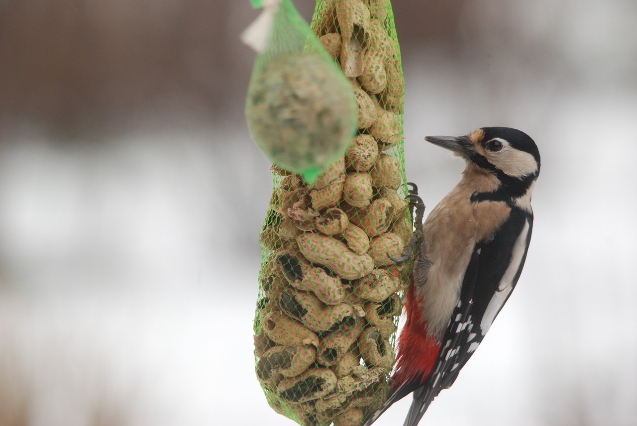 nature bird woodpecker free photo