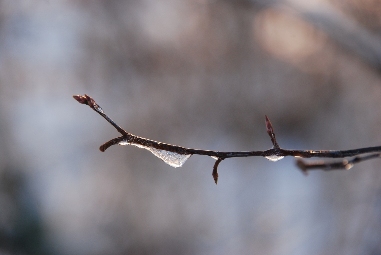 nature winter ice free photo