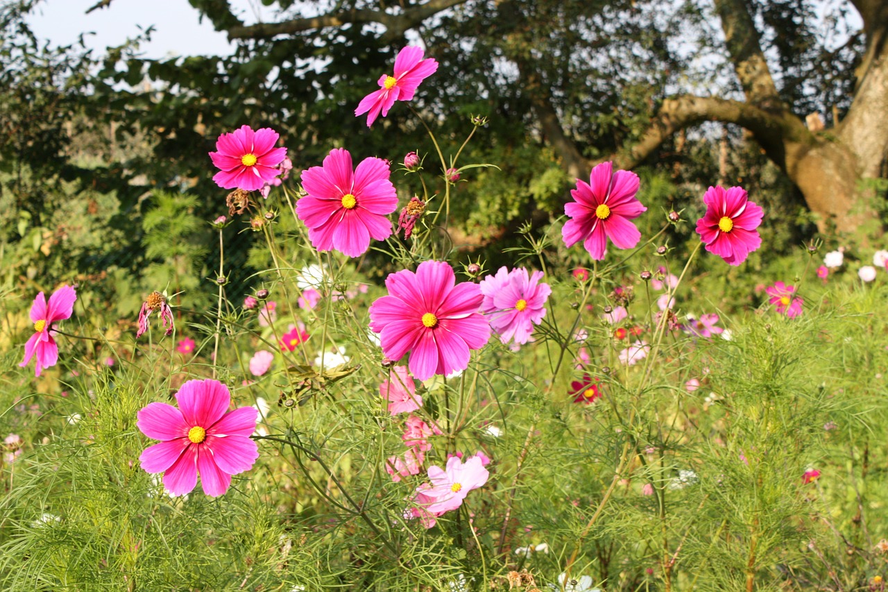 nature flowers spring free photo