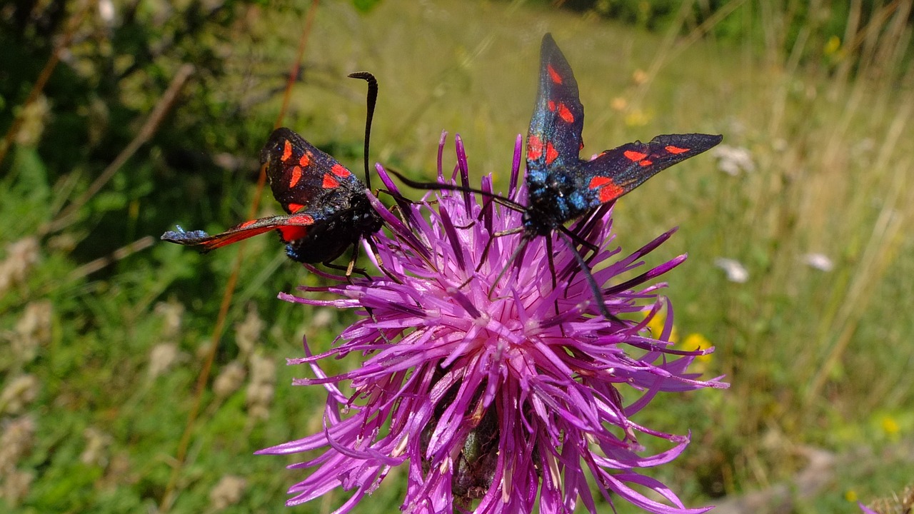 nature butterfly insect free photo