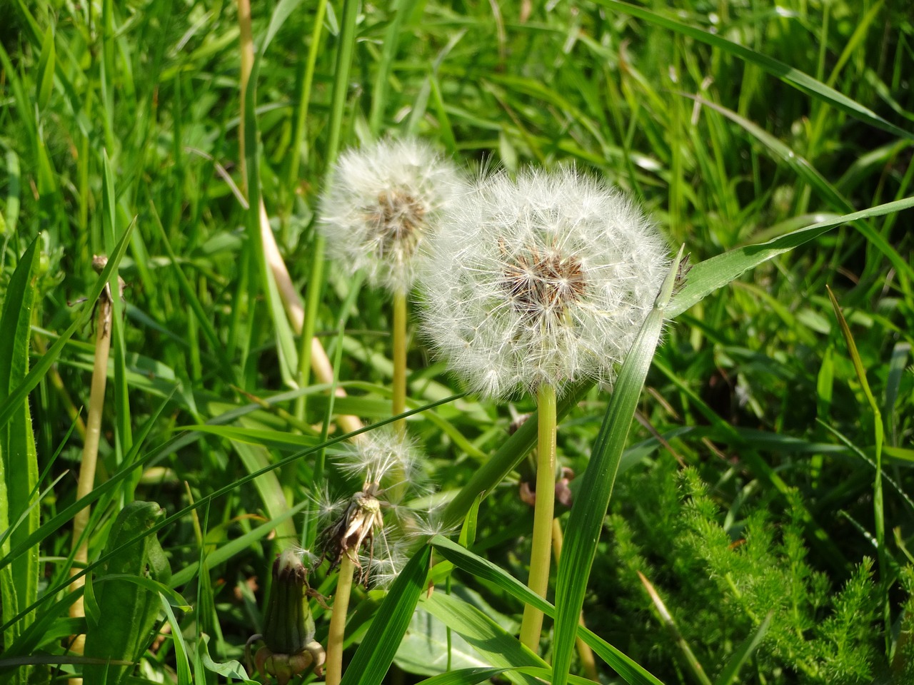 nature dandelion wild flower free photo