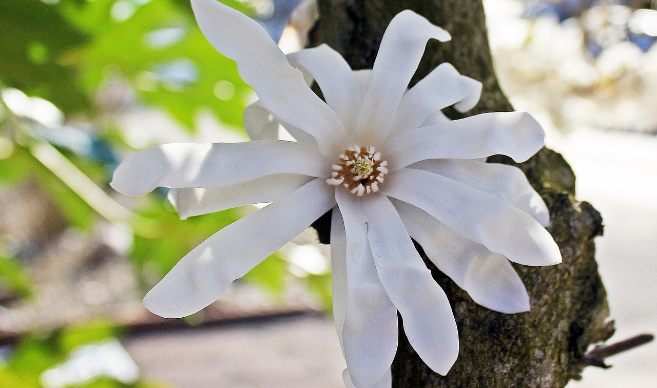 star magnolia nature blossom free photo