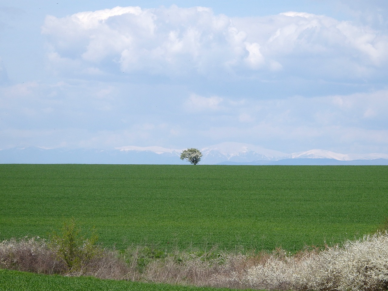 nature spring tree free photo