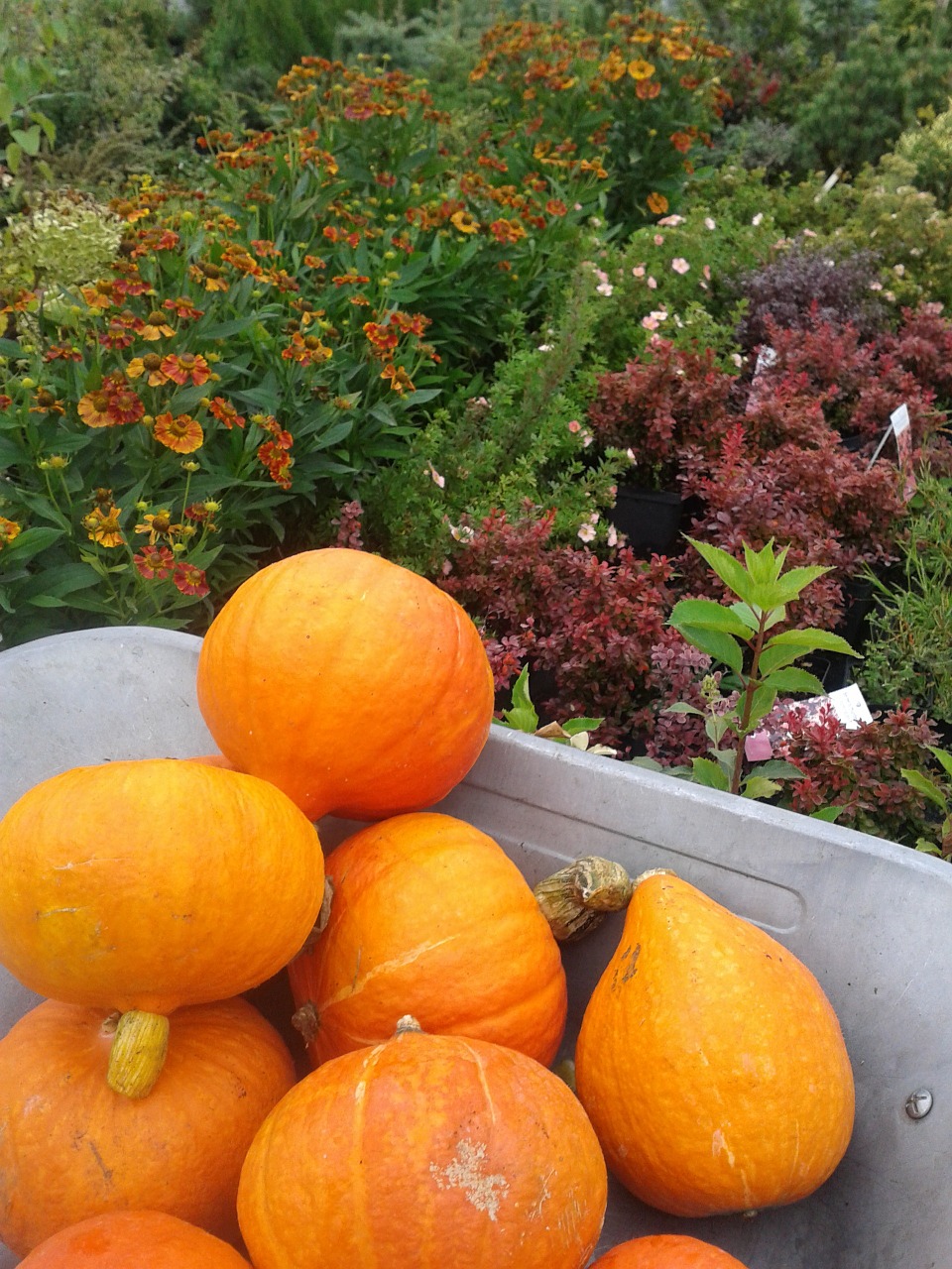 nature vegetables eating free photo