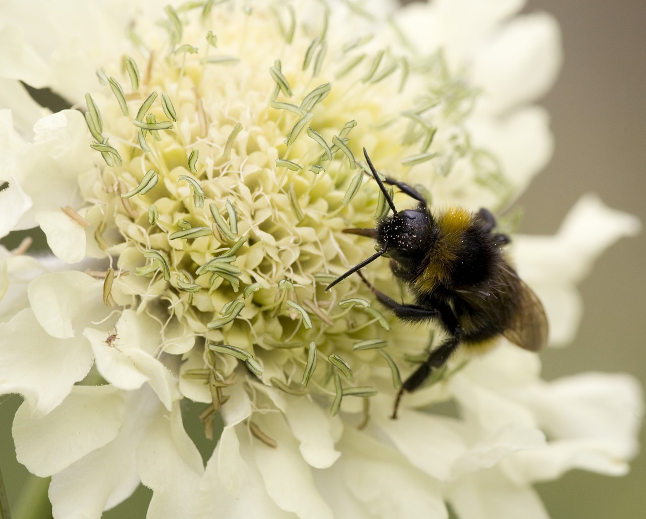 nature bee flower free photo