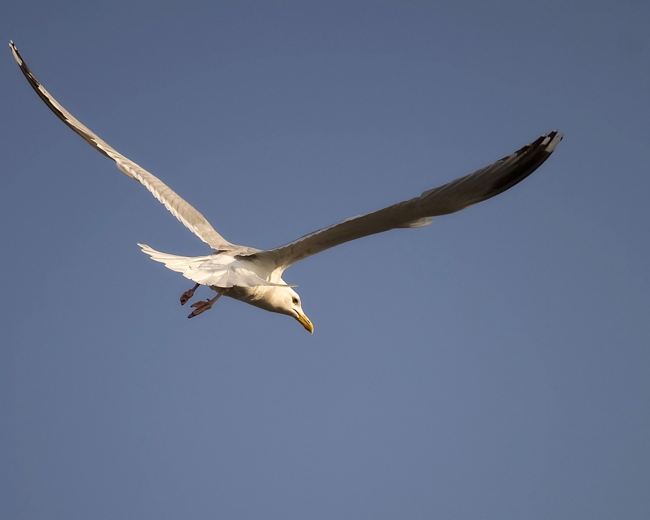 nature seagull gull free photo
