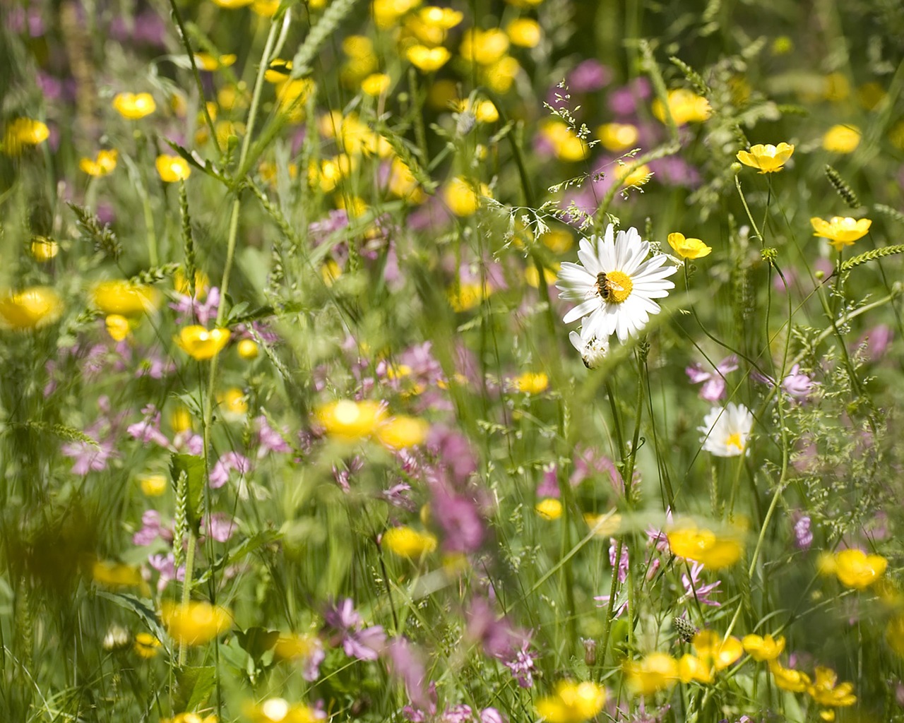 nature meadow fly free photo