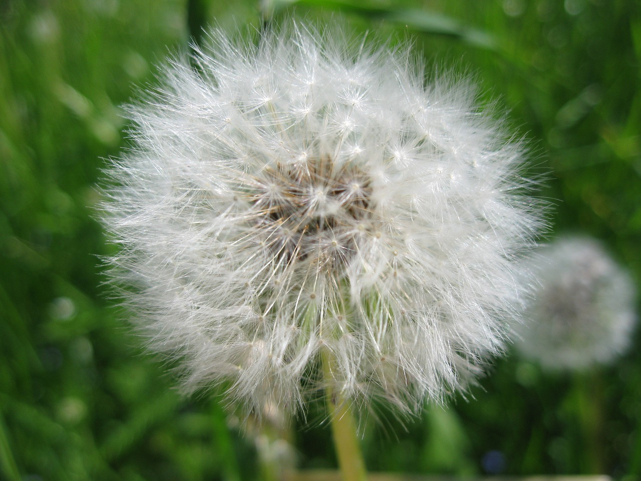 dandelion nature flower free photo