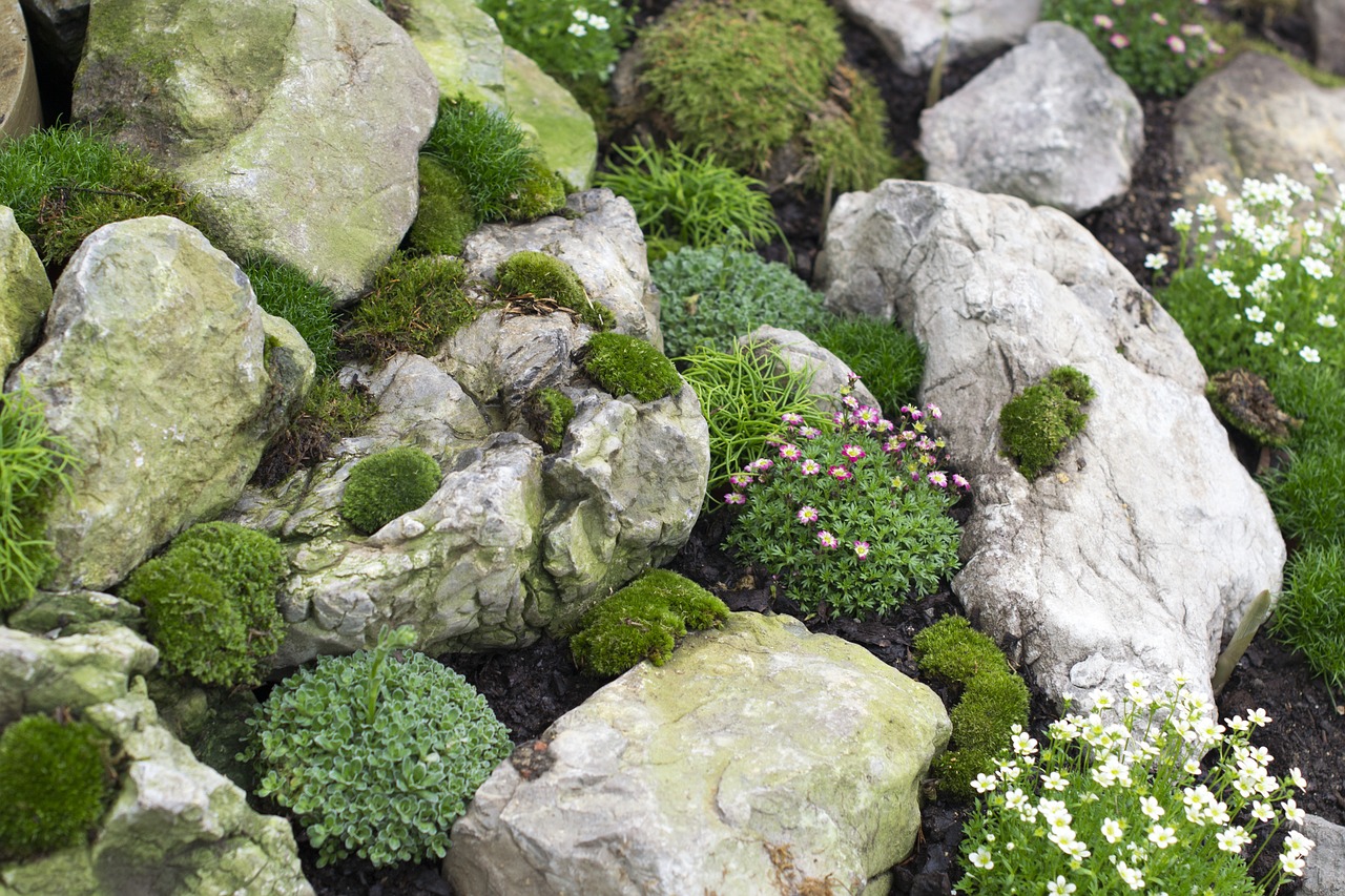 nature plants rocks free photo