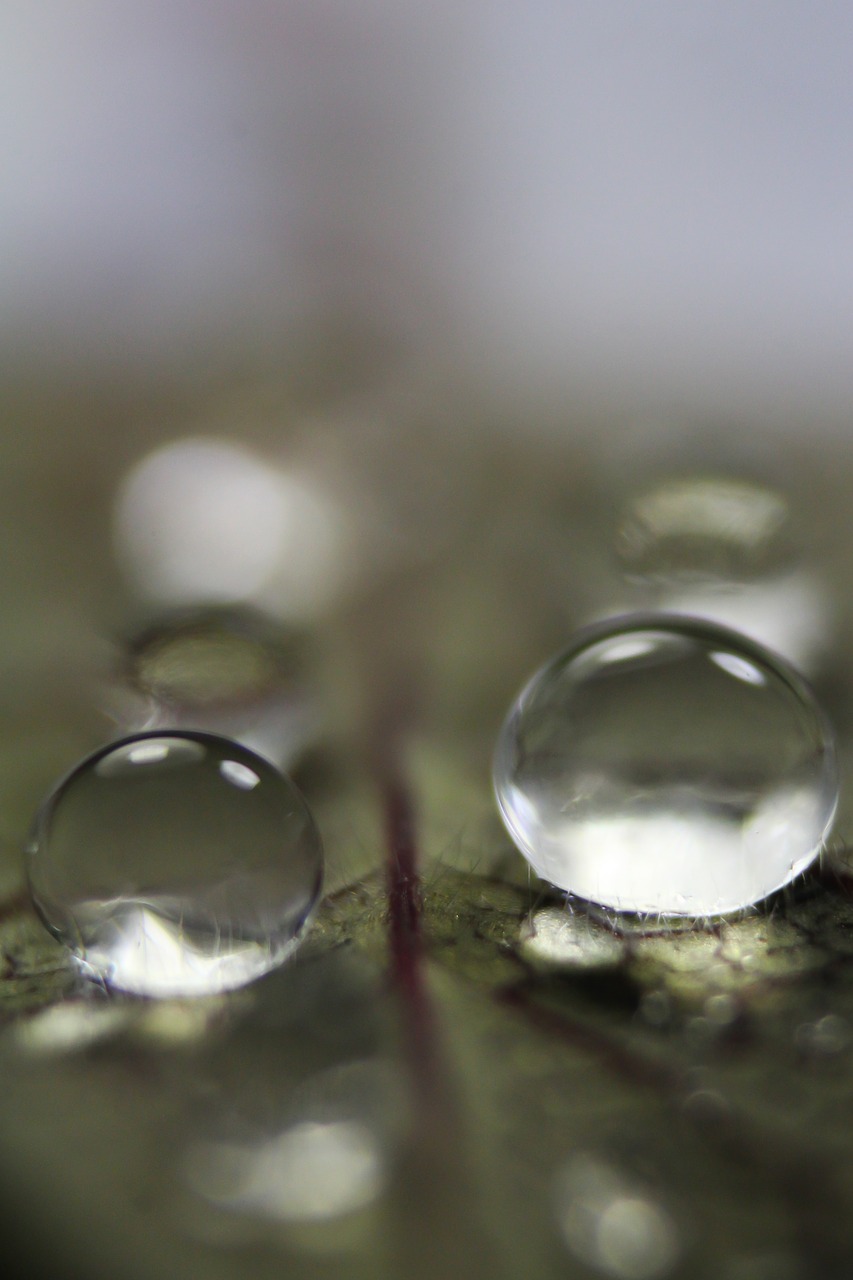 nature droplet l free photo