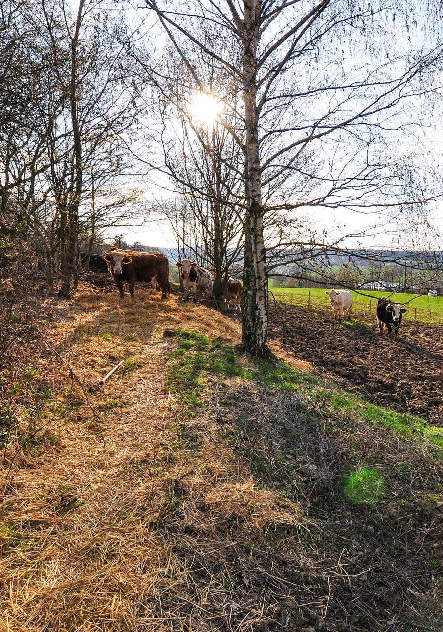 nature cow cows free photo