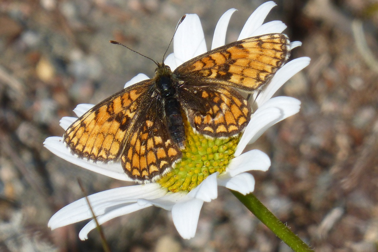 nature butterfly animal free photo