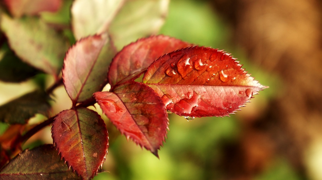 nature plant drops free photo