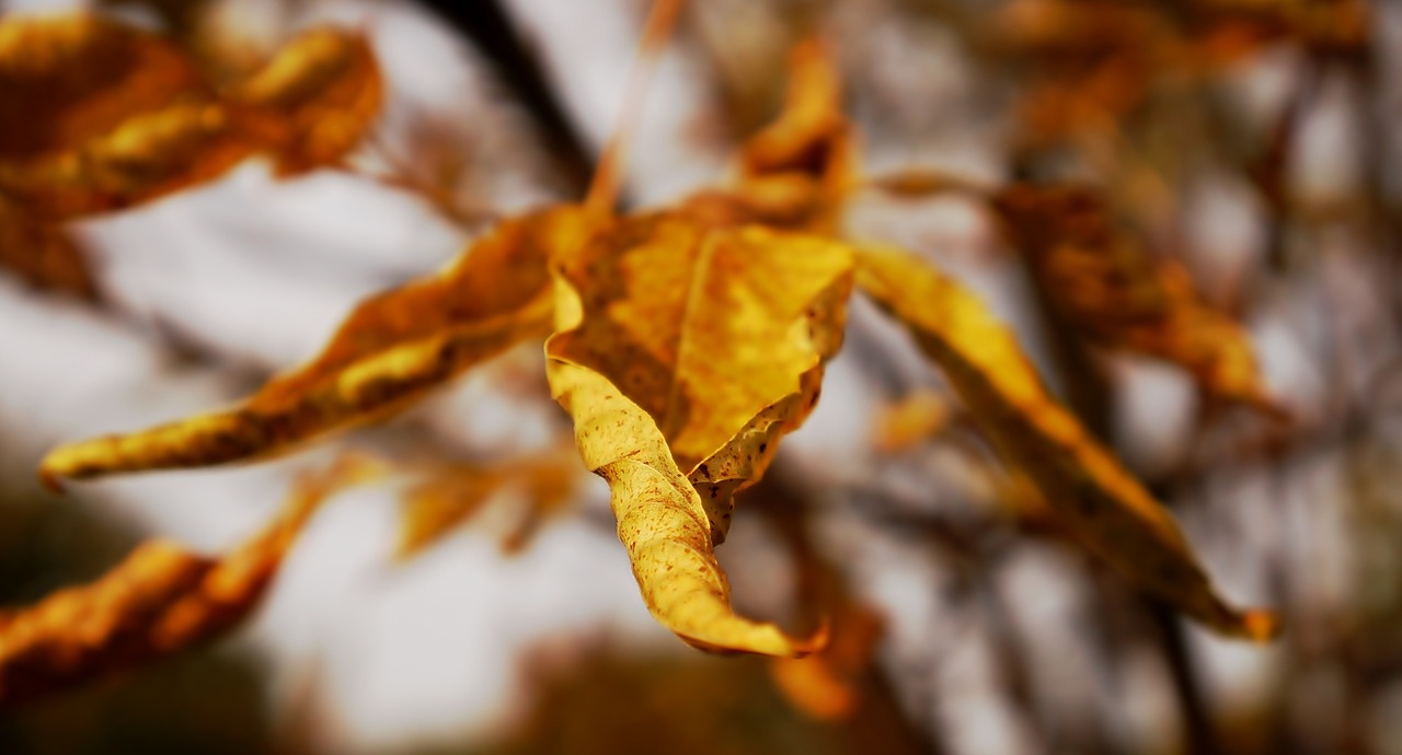 nature sprig leaf free photo