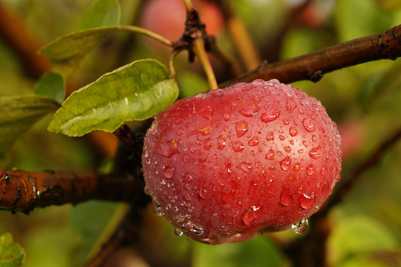 nature fruit apple free photo