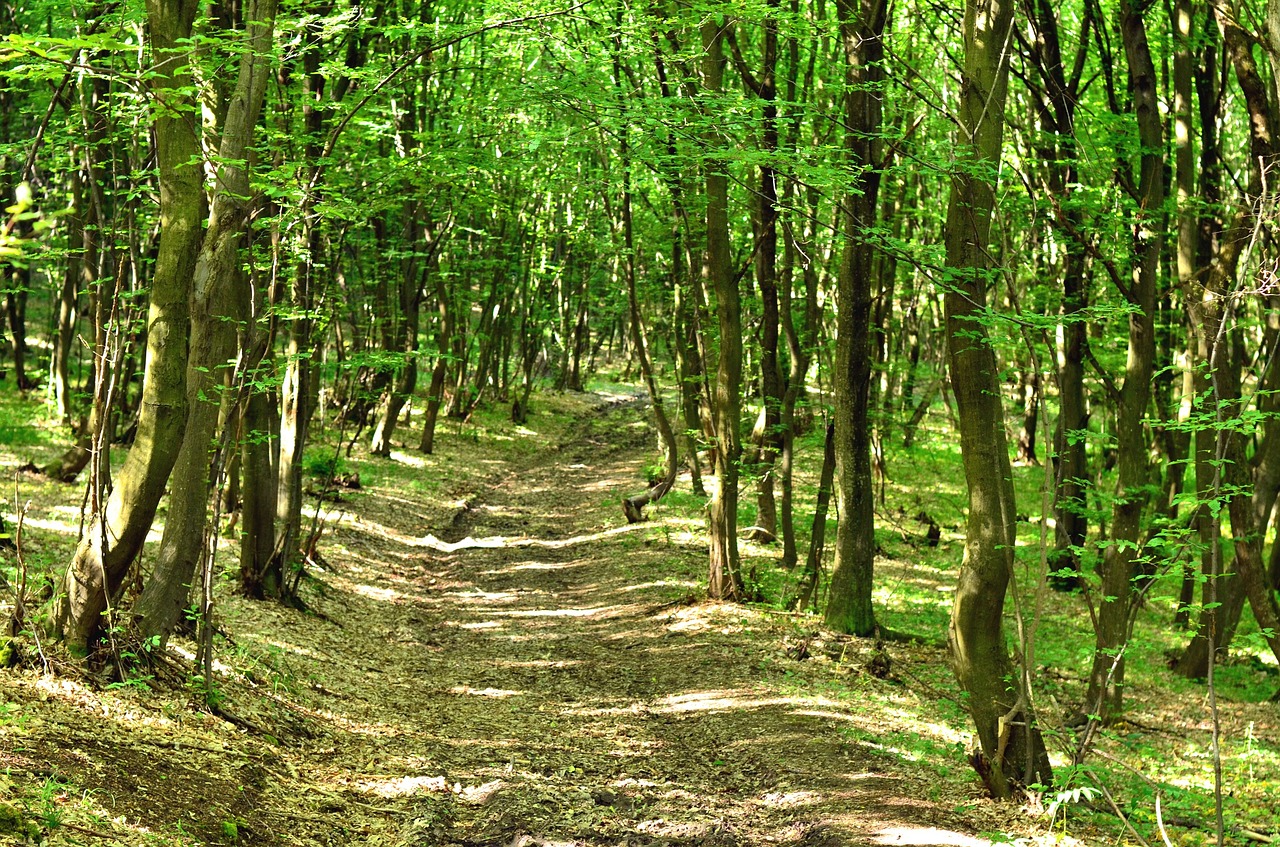 nature forest trees free photo