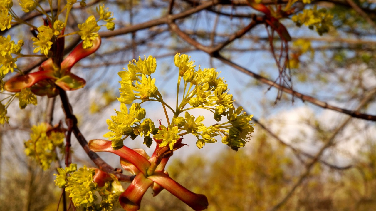 nature plant flower free photo