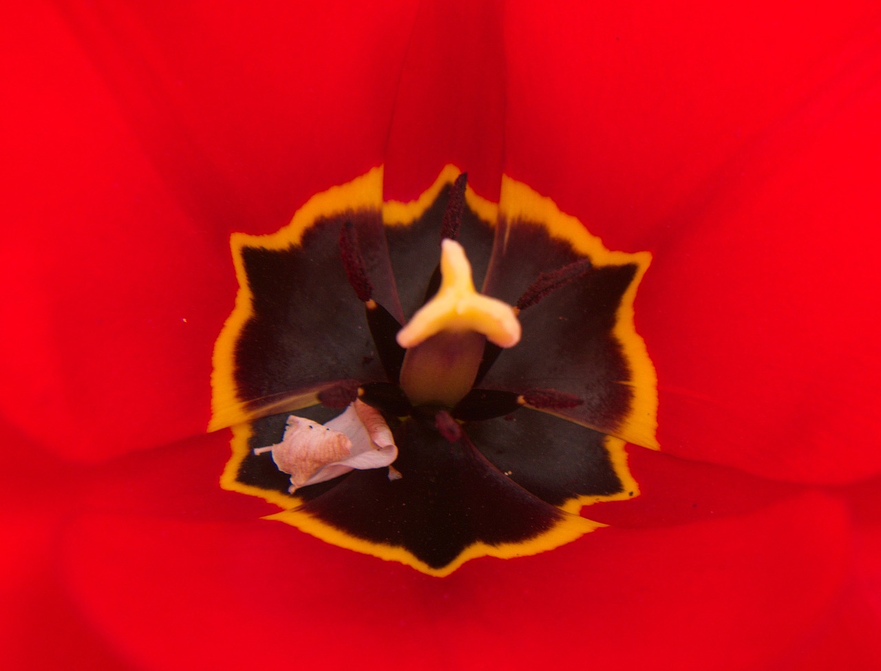 nature tulpenbluete red free photo