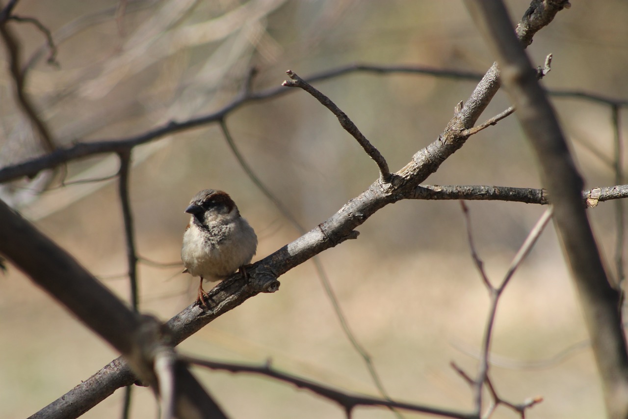 nature branches bird free photo