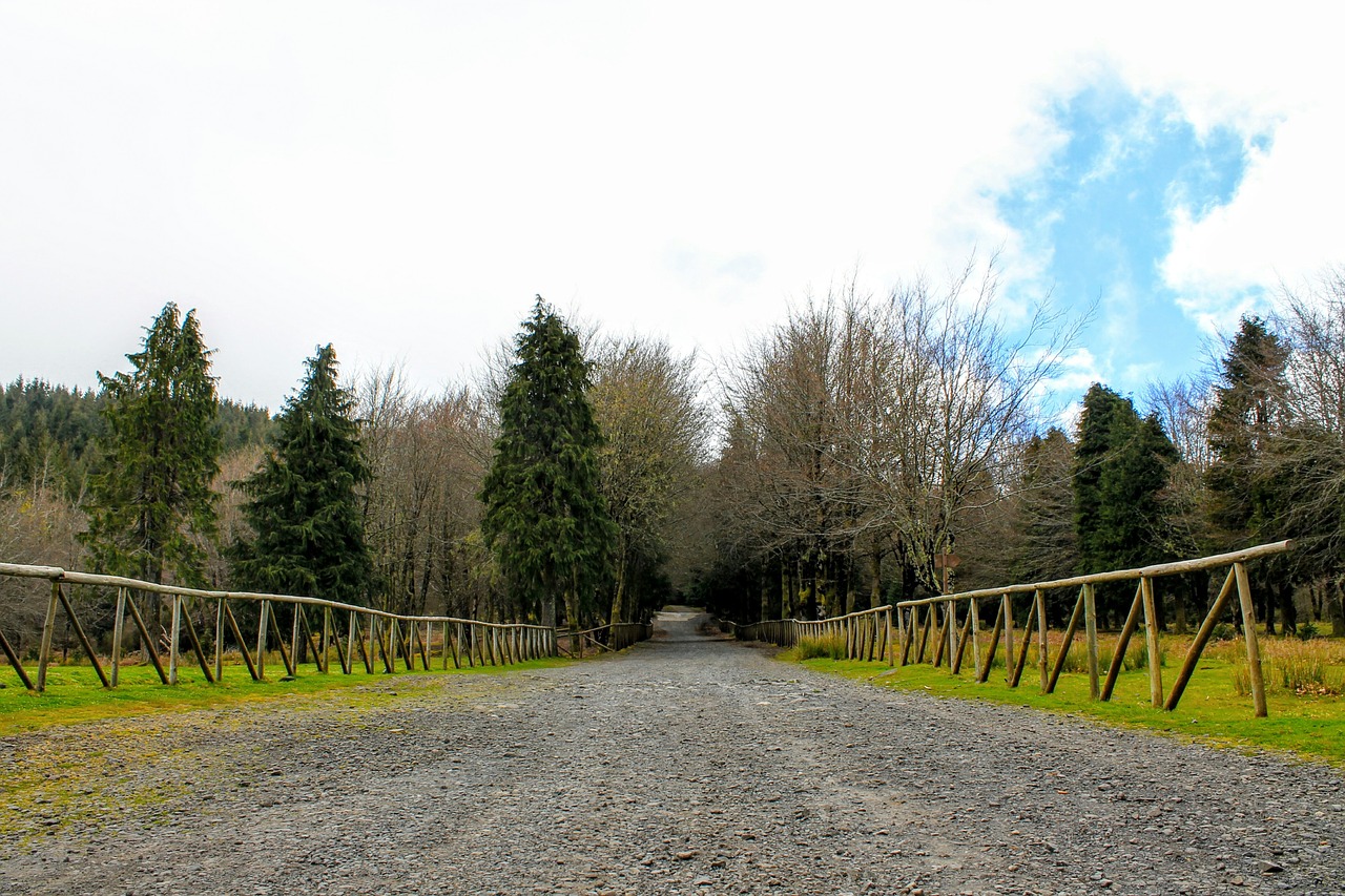 nature trees woods free photo