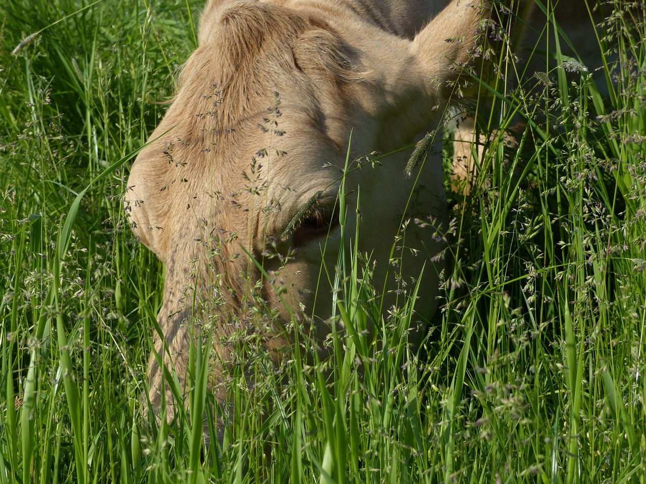 nature meadow animals free photo