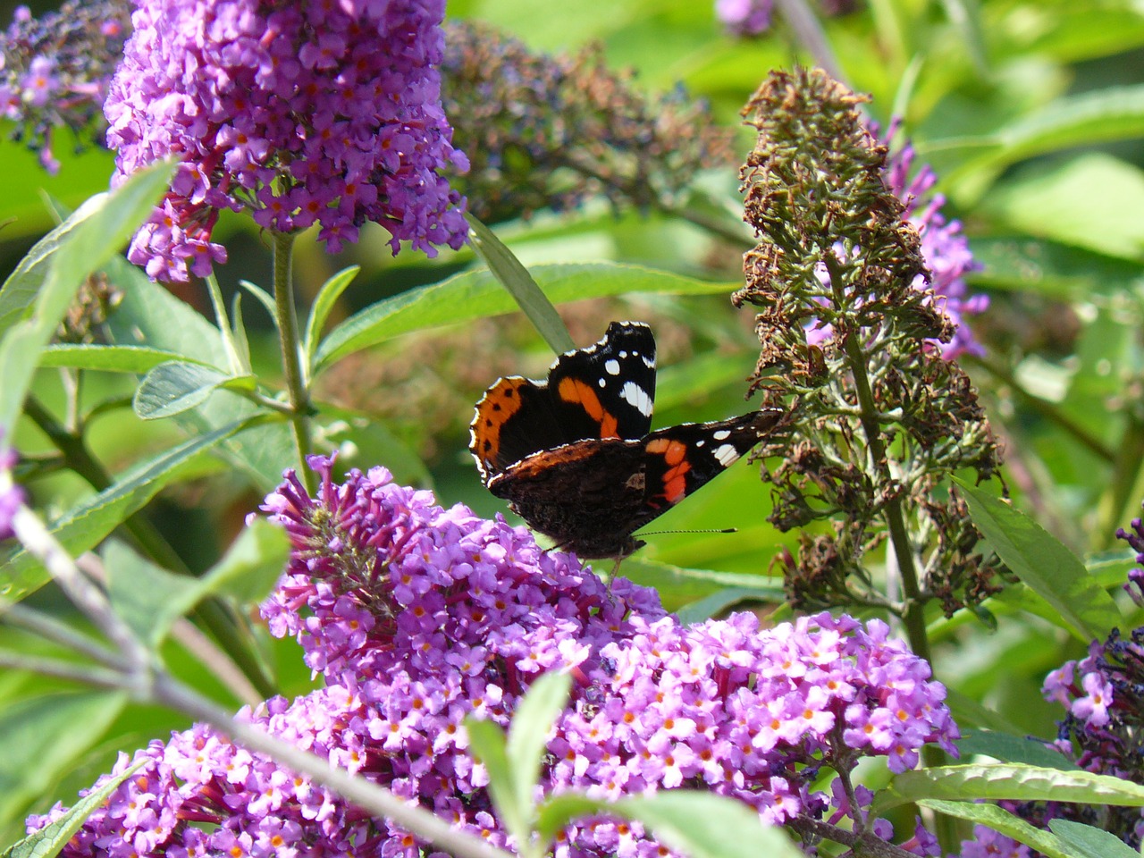 nature butterfly flowers free photo