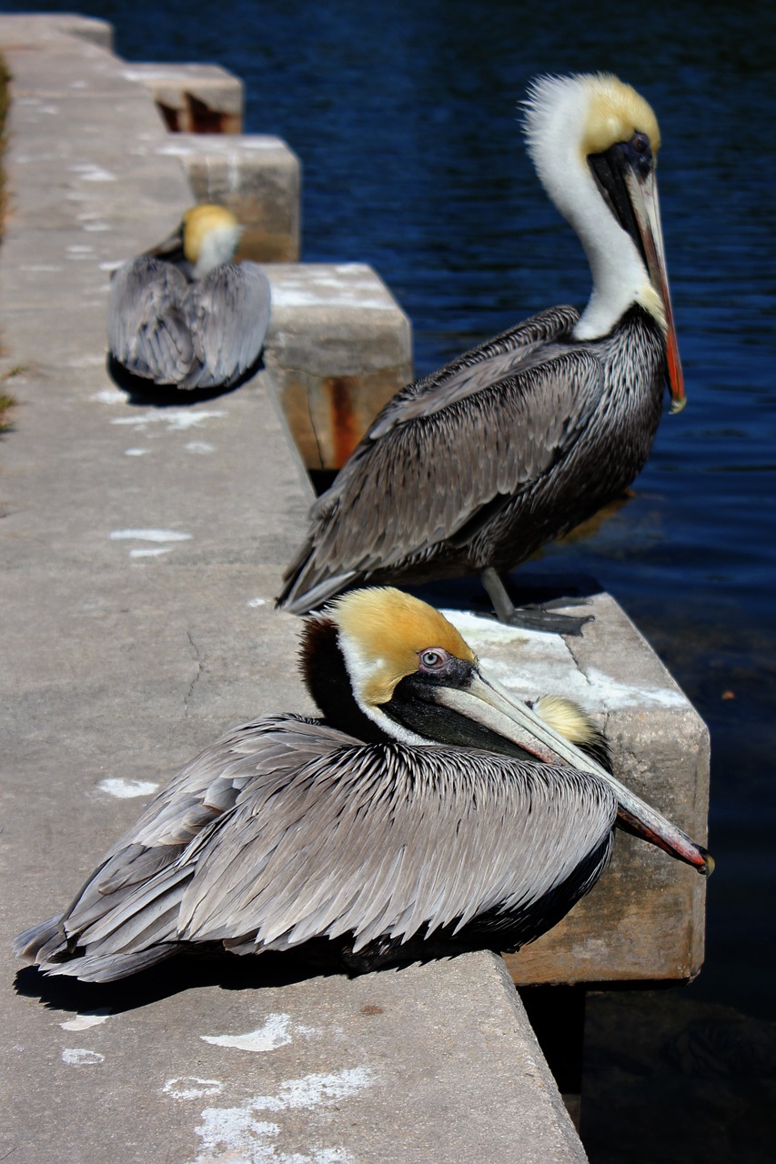 nature bird pelican free photo