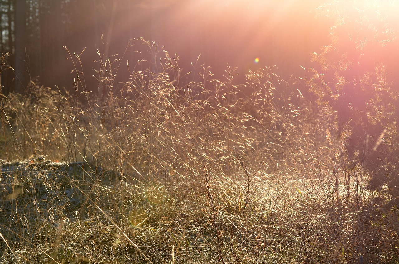 nature grass plants free photo