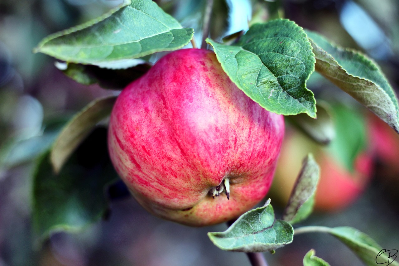 nature apple healthy free photo