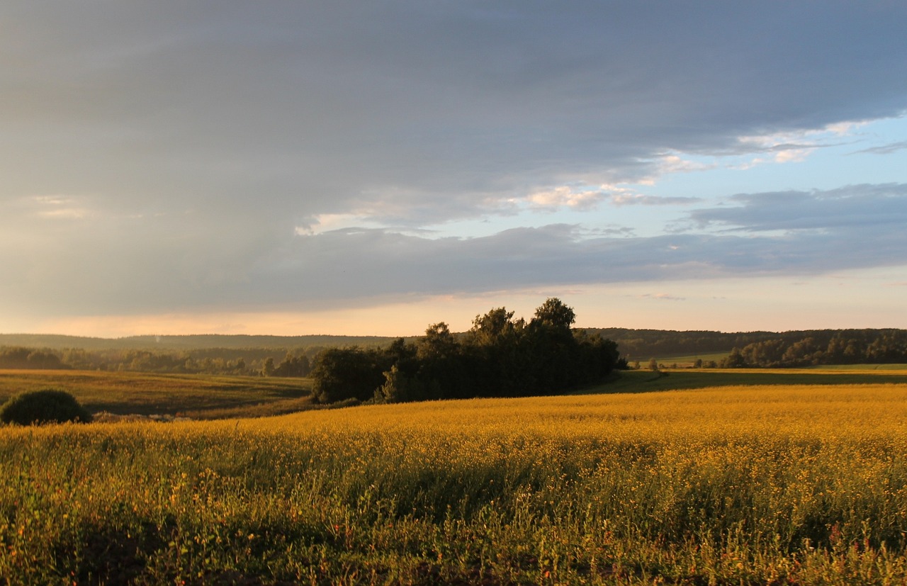 nature sunset summer free photo