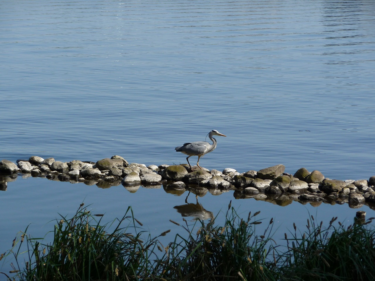 heron nature pond free photo