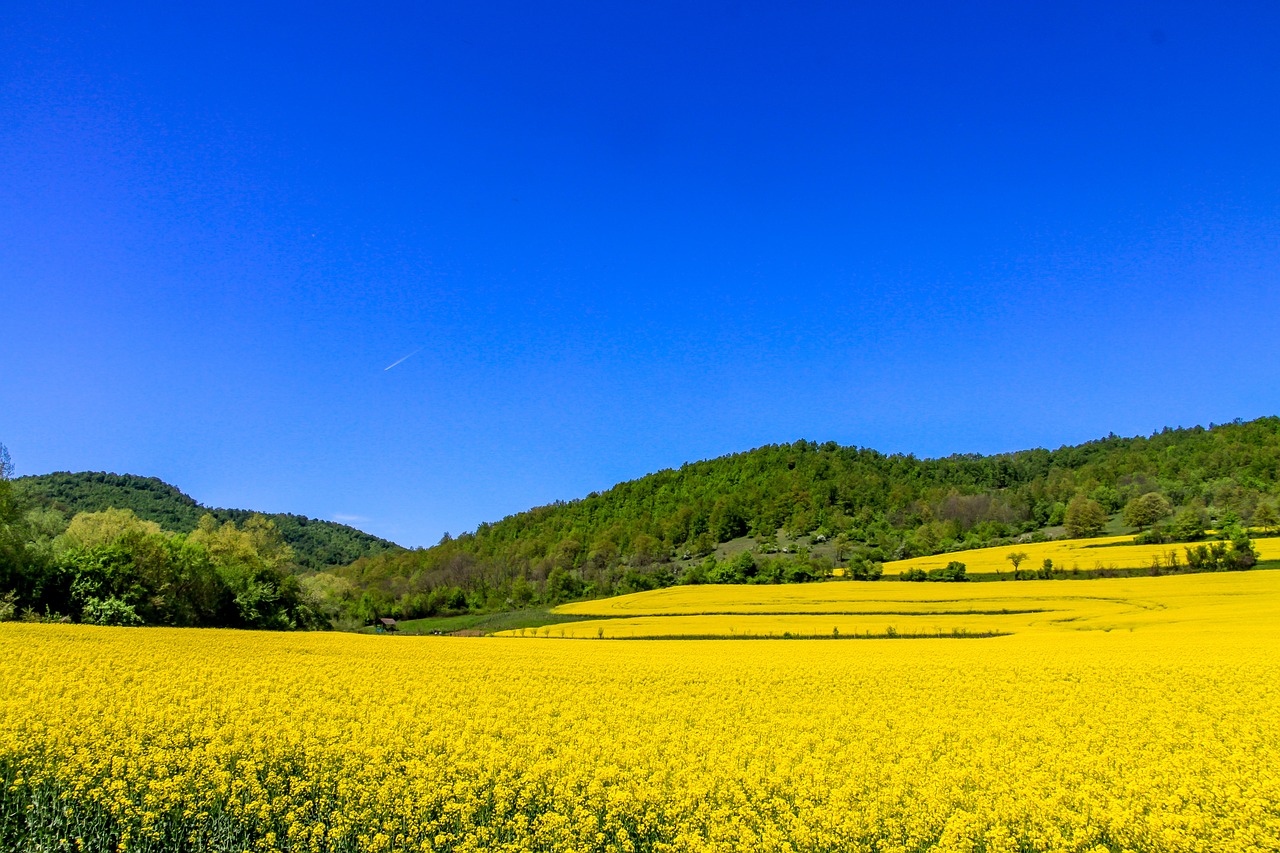 nature landscape forest free photo