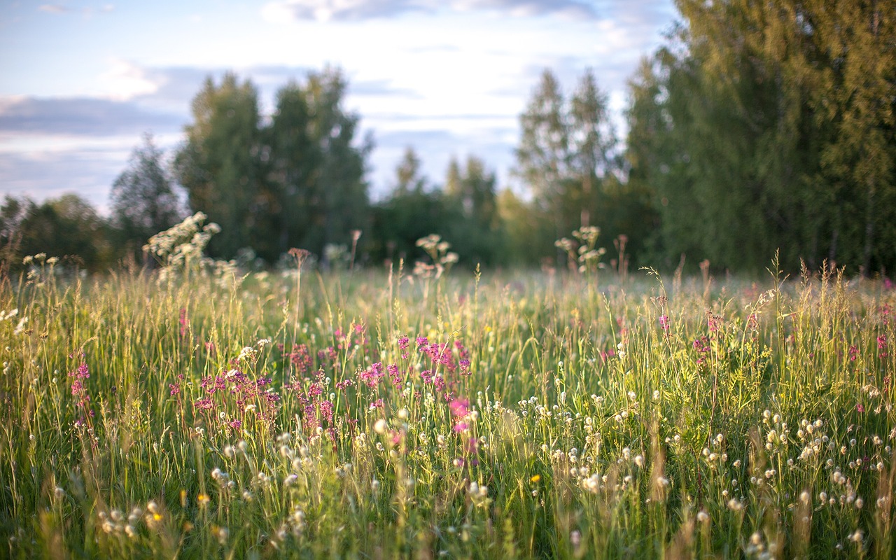 nature grass flowers field free photo